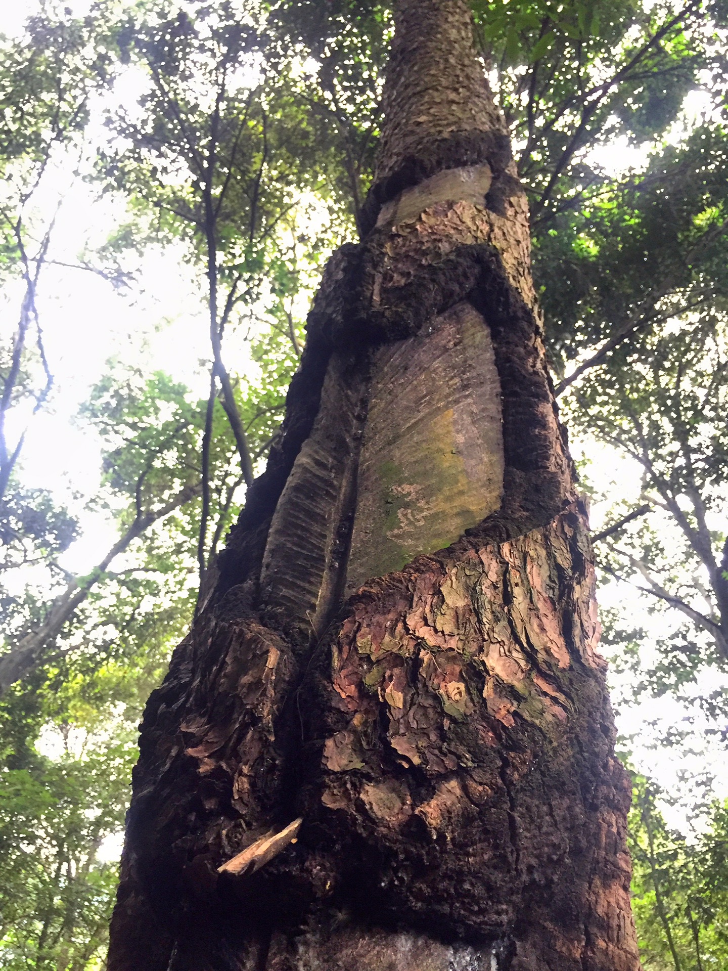 千島湖自助遊攻略