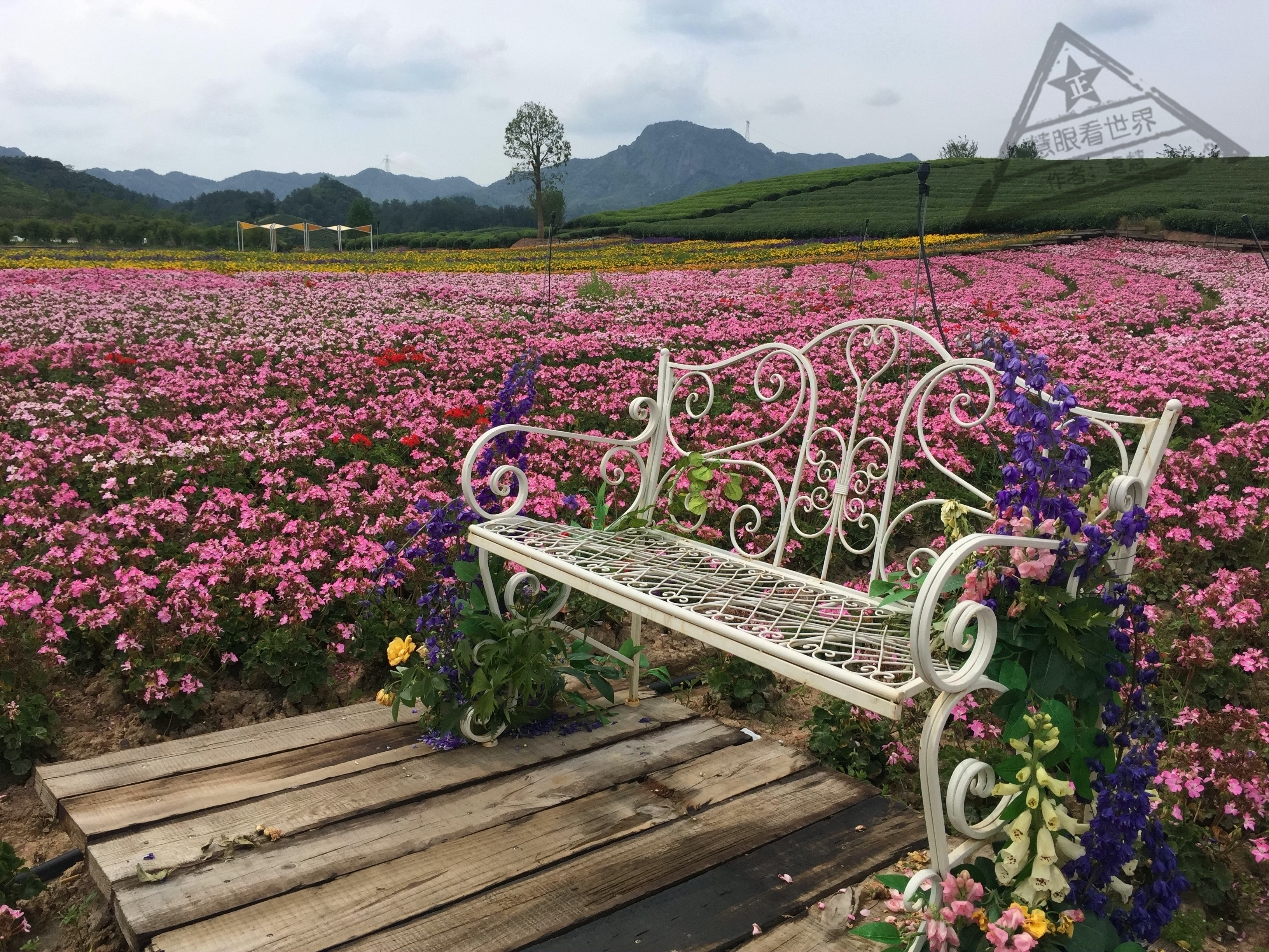 浙江武義自駕好去處--花田小鎮 ,反正這裡的花海的確震撼到我--武義