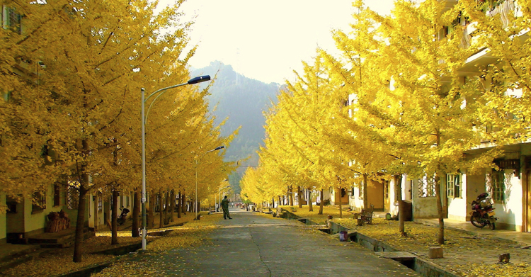 銀杏之鄉帽子峰小九寨龍華山泡溫泉