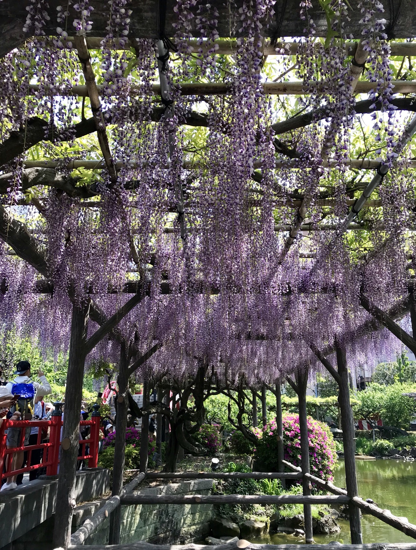 那风中摇曳的紫藤花--日本游记--马蜂窝