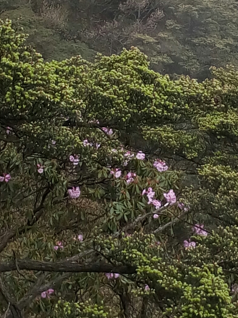 三清山自助遊攻略