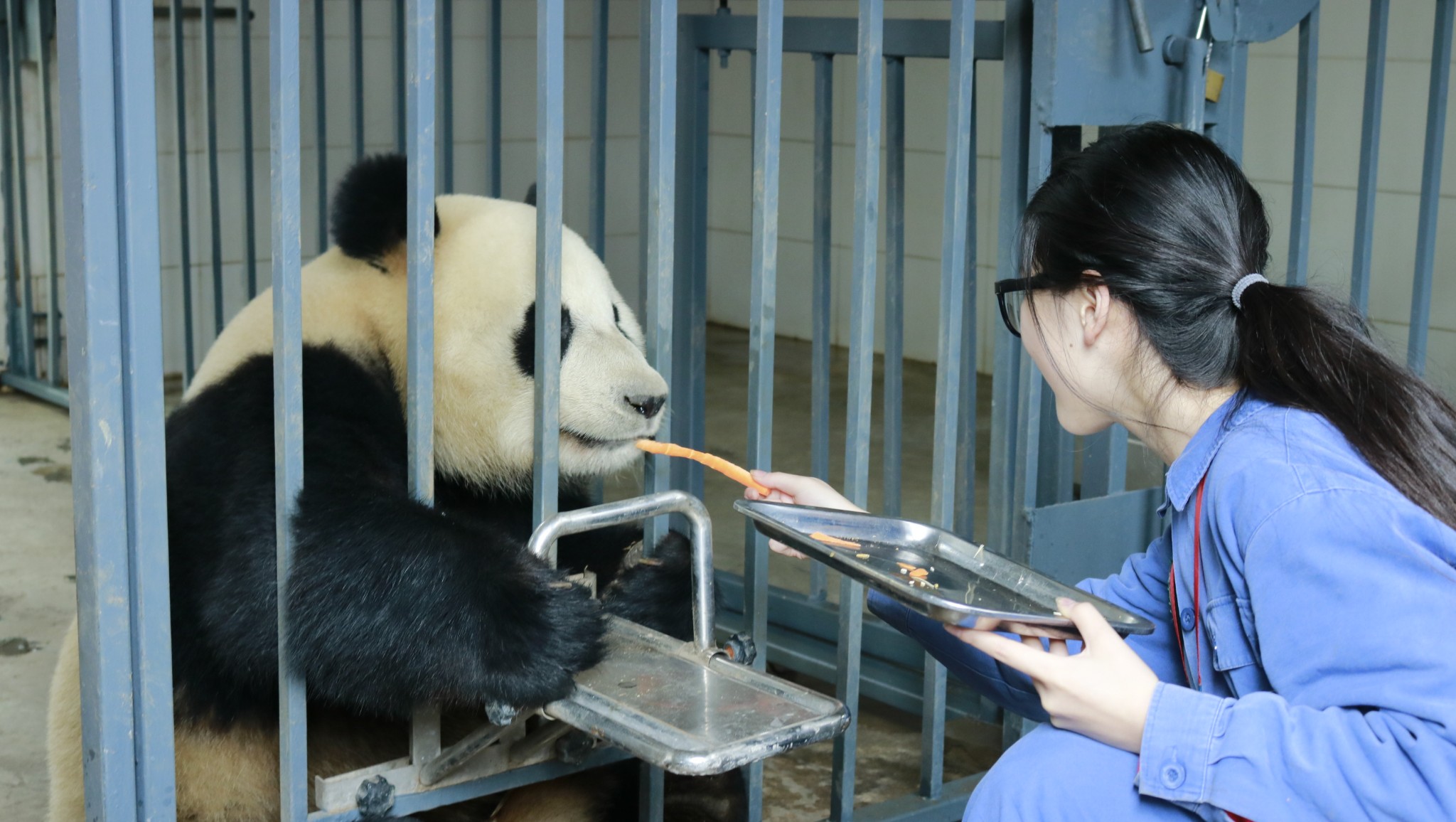 大熊猫饲养员体验记