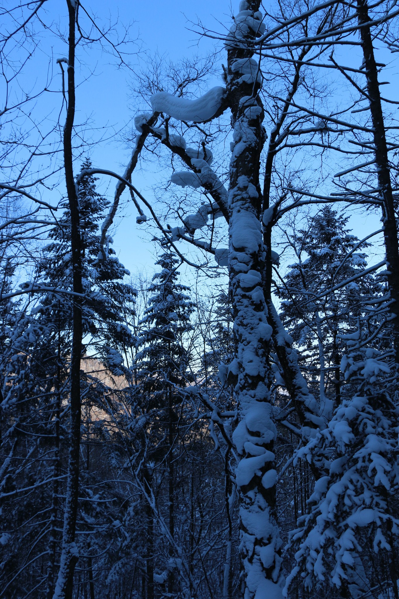 雪鄉自助遊攻略