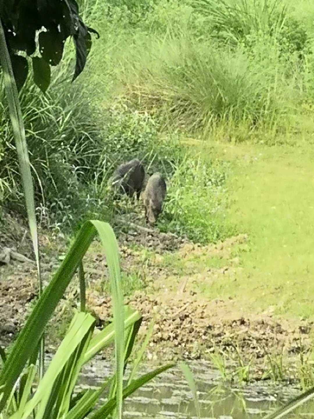 尼泊爾自助遊攻略