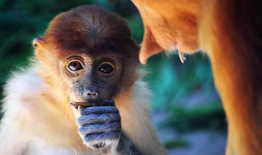 沙巴游玩特惠套餐-龙尾湾 长鼻猴kawa红树林萤火虫一日游 赠马来自助
