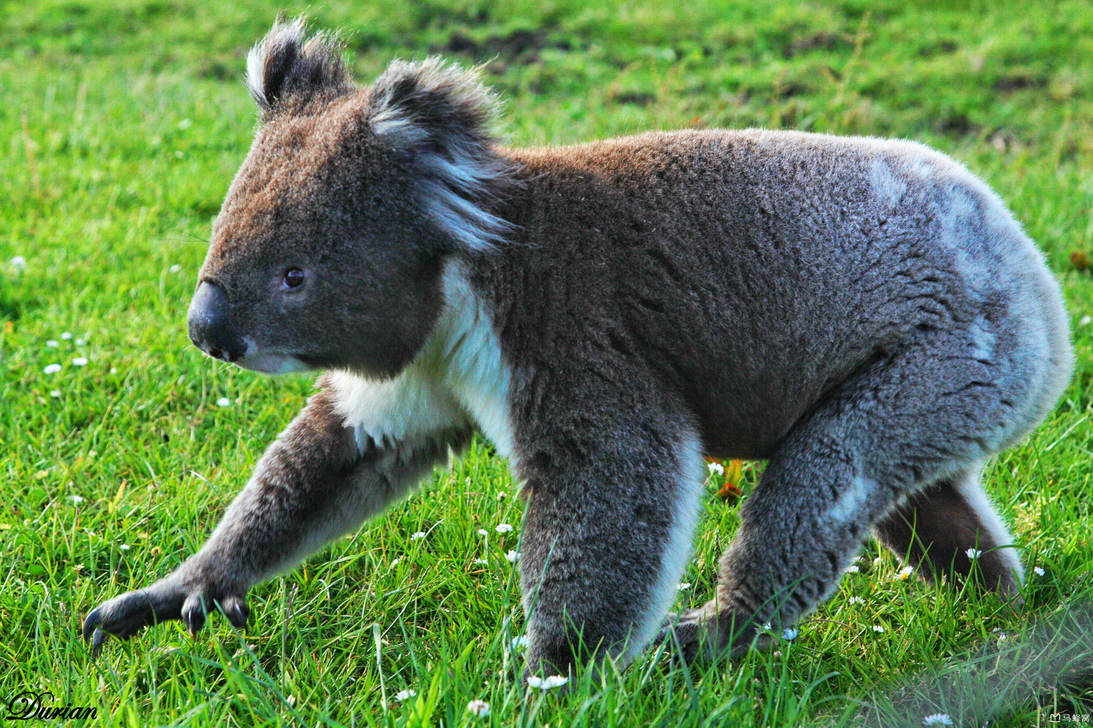 你拍到过哪些可爱的考拉照片?_马蜂窝问答 - 马蜂窝