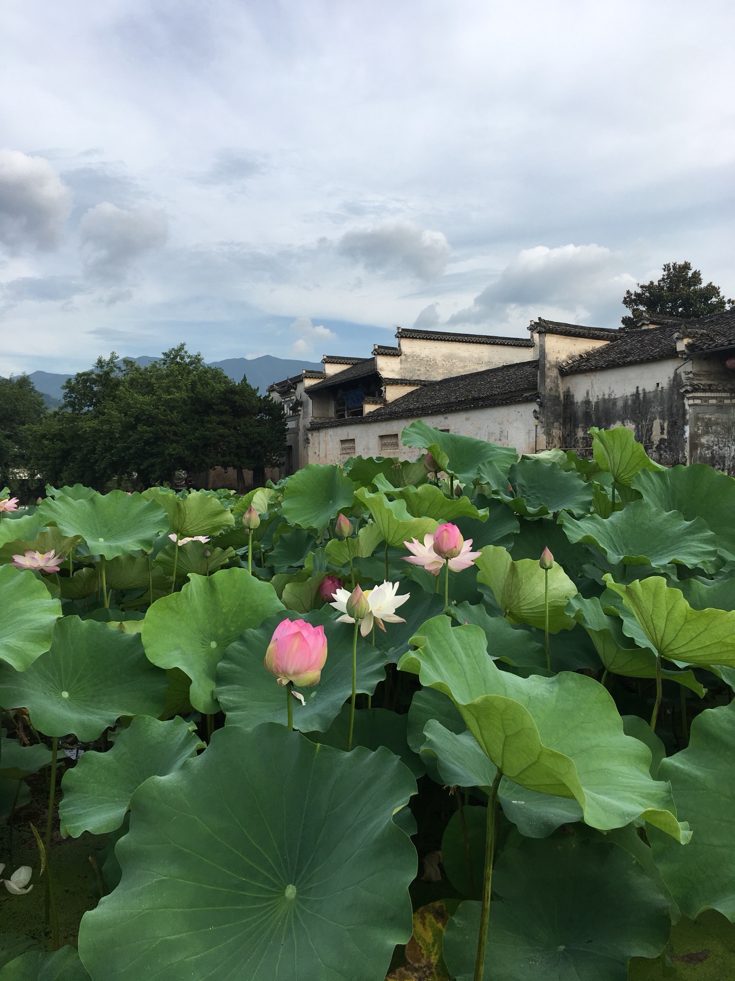 宏村自助遊攻略