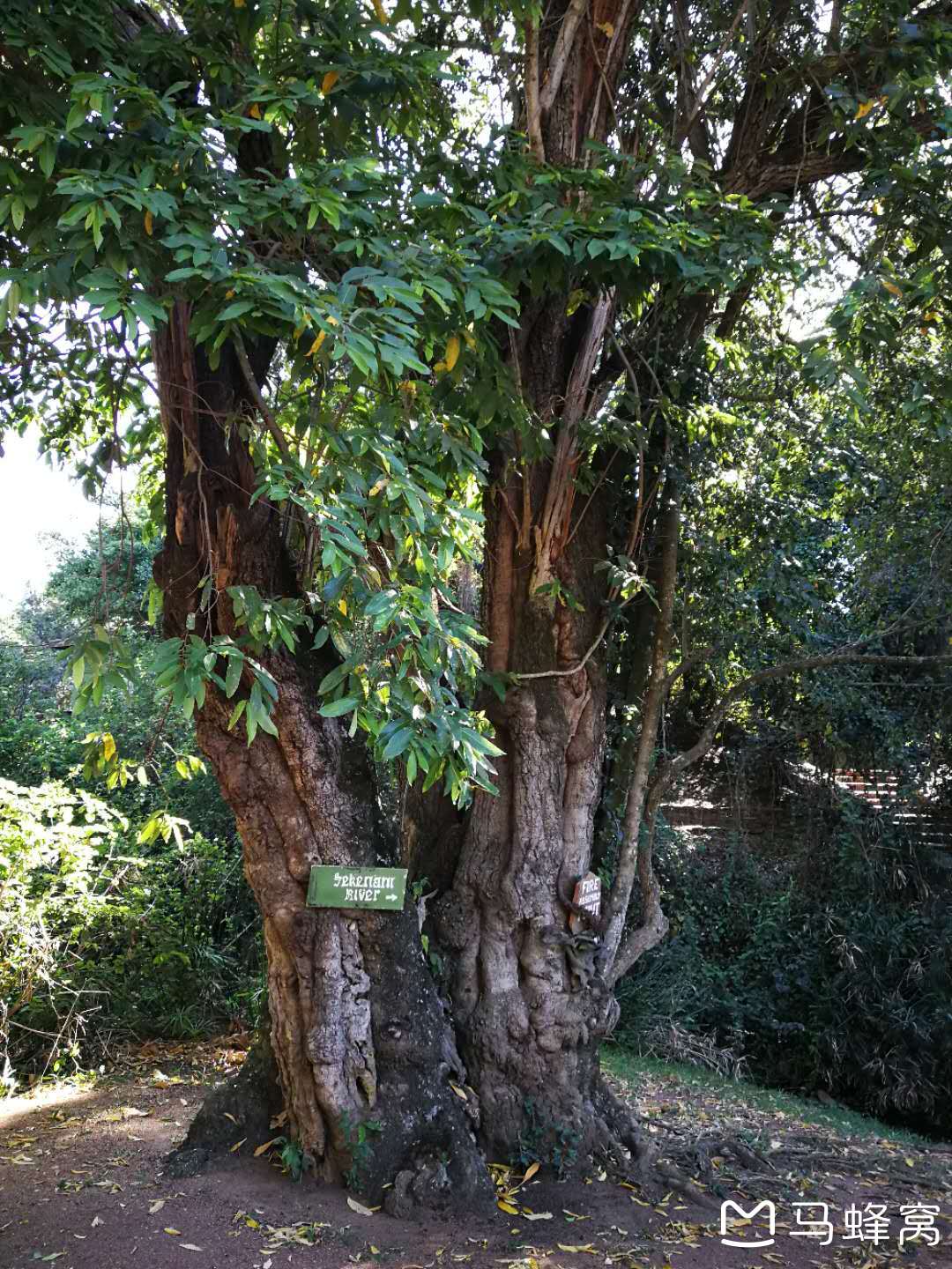 肯尼亞自助遊攻略