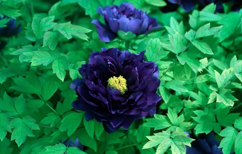 wKgBEFtAloKAUlrNAAR3Rf1TgSI36.jpeg?imageView2%2F2%2Fw%2F680%2Fq%2F90%7CimageMogr2%2Fstrip%2Fquality%2F90