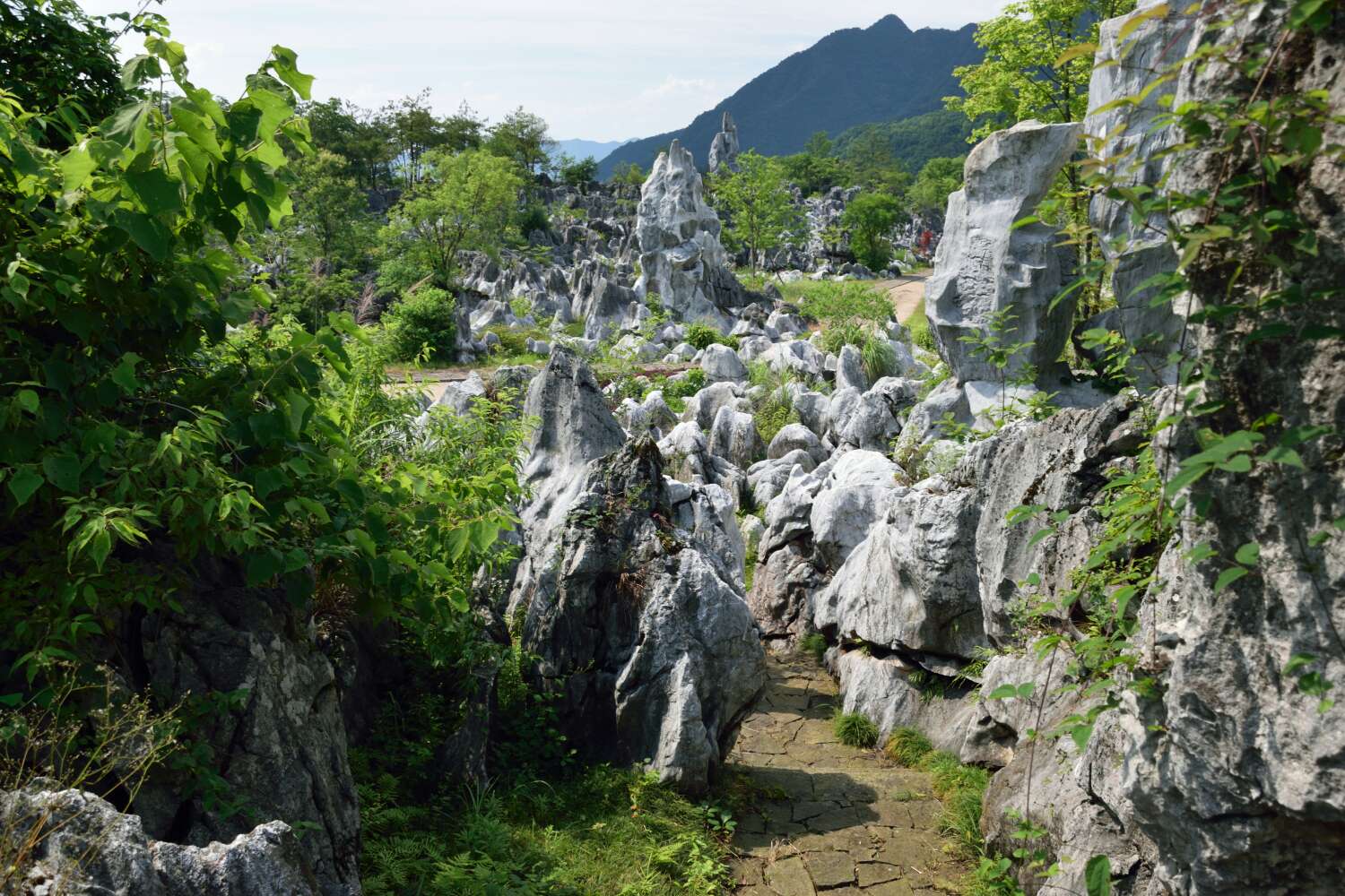 千島湖 石林景區門票(電子票/短信取票)