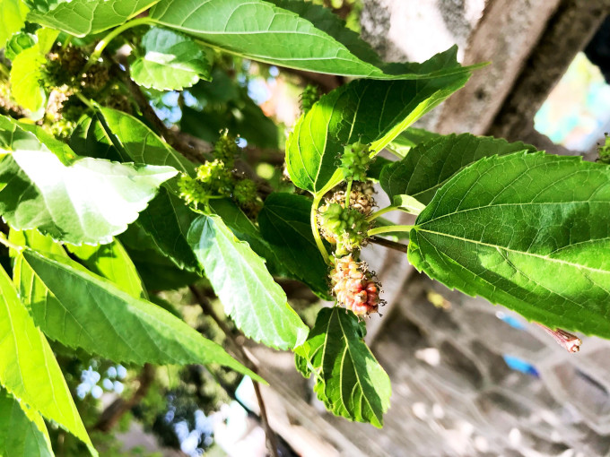 马蜂窝治什么病有什么功能 wKgBEFqnTJCAKyHmAAvDPQJ7co059.jpeg?imageView2%2F2%2Fw%2F680%2Fq%2F90%7CimageMogr2%2Fstrip%2Fquality%2F90