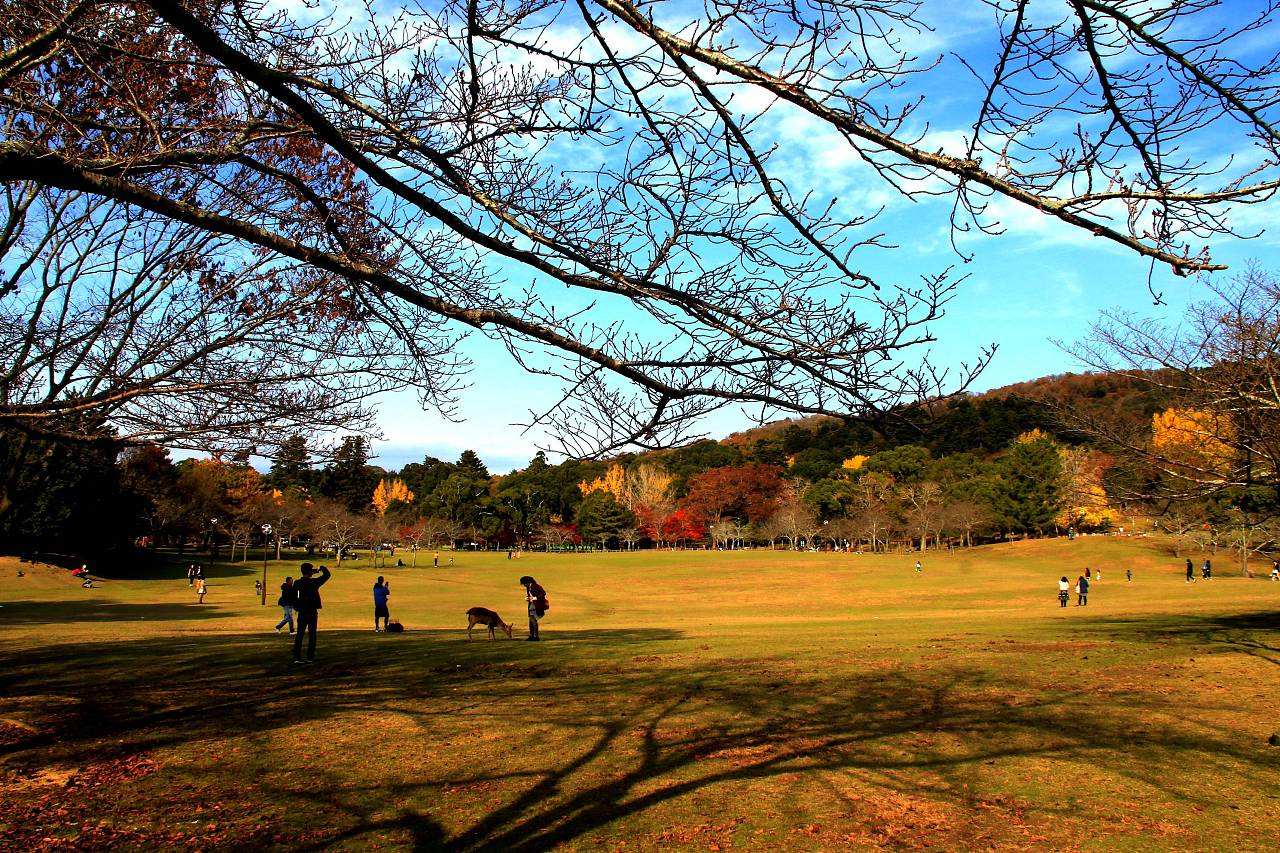 京都奈良一日游(清水寺 只园 二年坂三年坂 平安神宫 奈良神鹿公园)