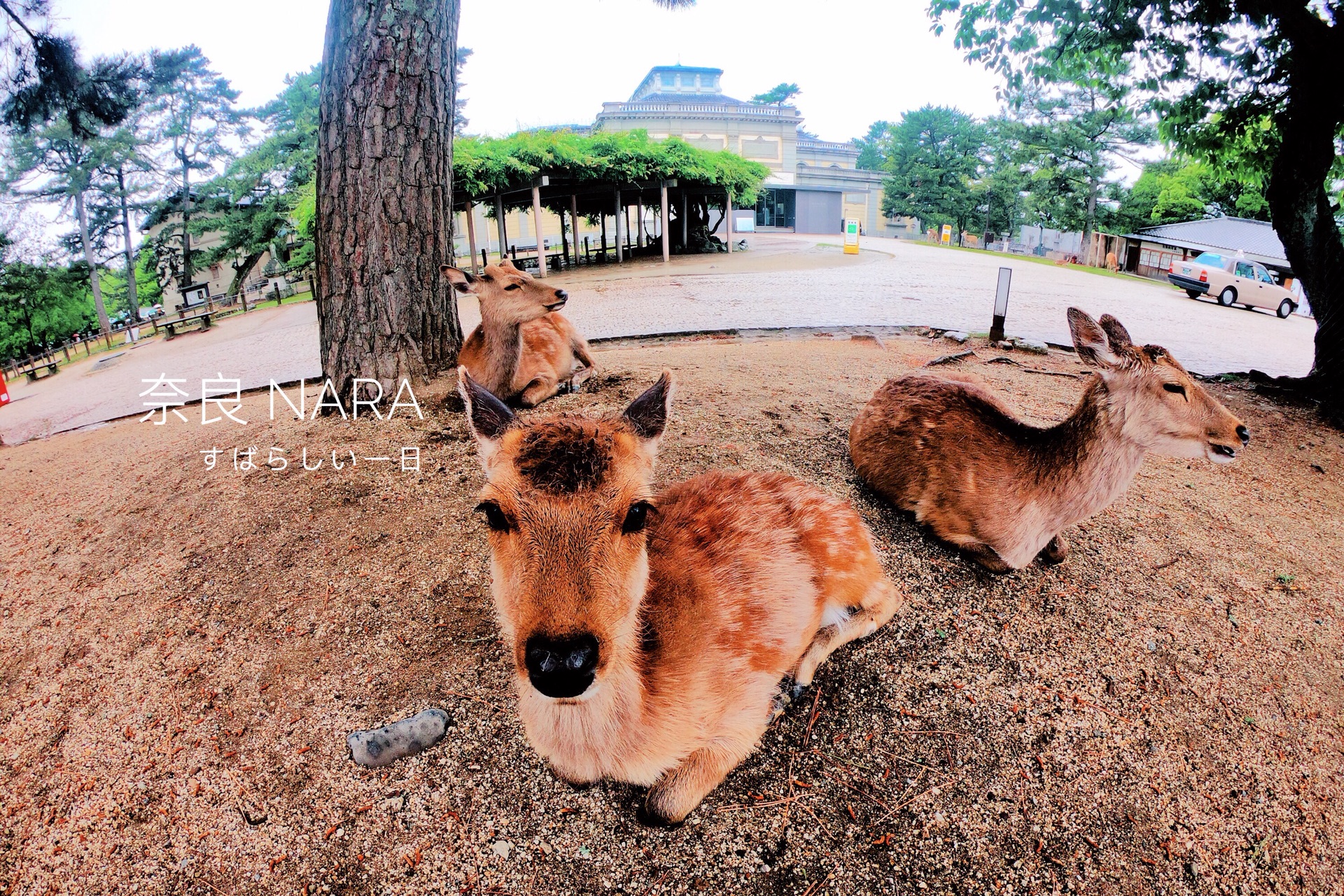 京都自助遊攻略