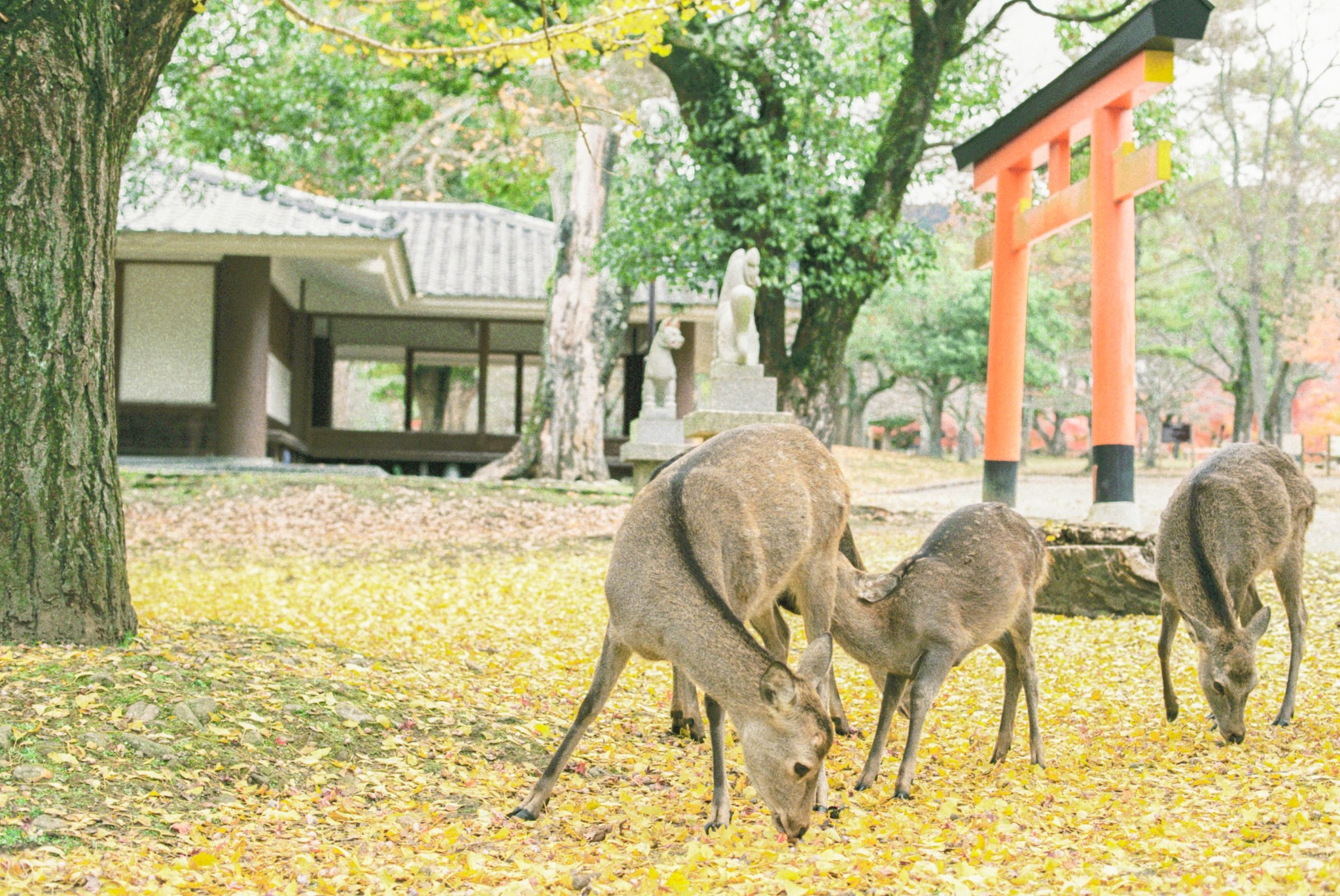 京都自助遊攻略