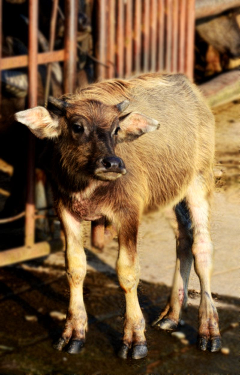 【四川南充】蓬安——千年桑梓,百牛渡江图片147,蓬安县旅游景点,风景