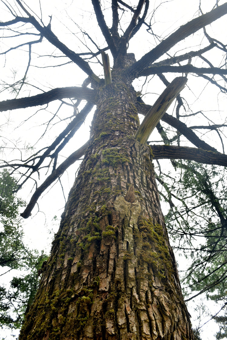 清明祭秦岭,自驾木王山:烈日照枯叶,踏雪赏杜鹃,半日时光历经春夏秋冬