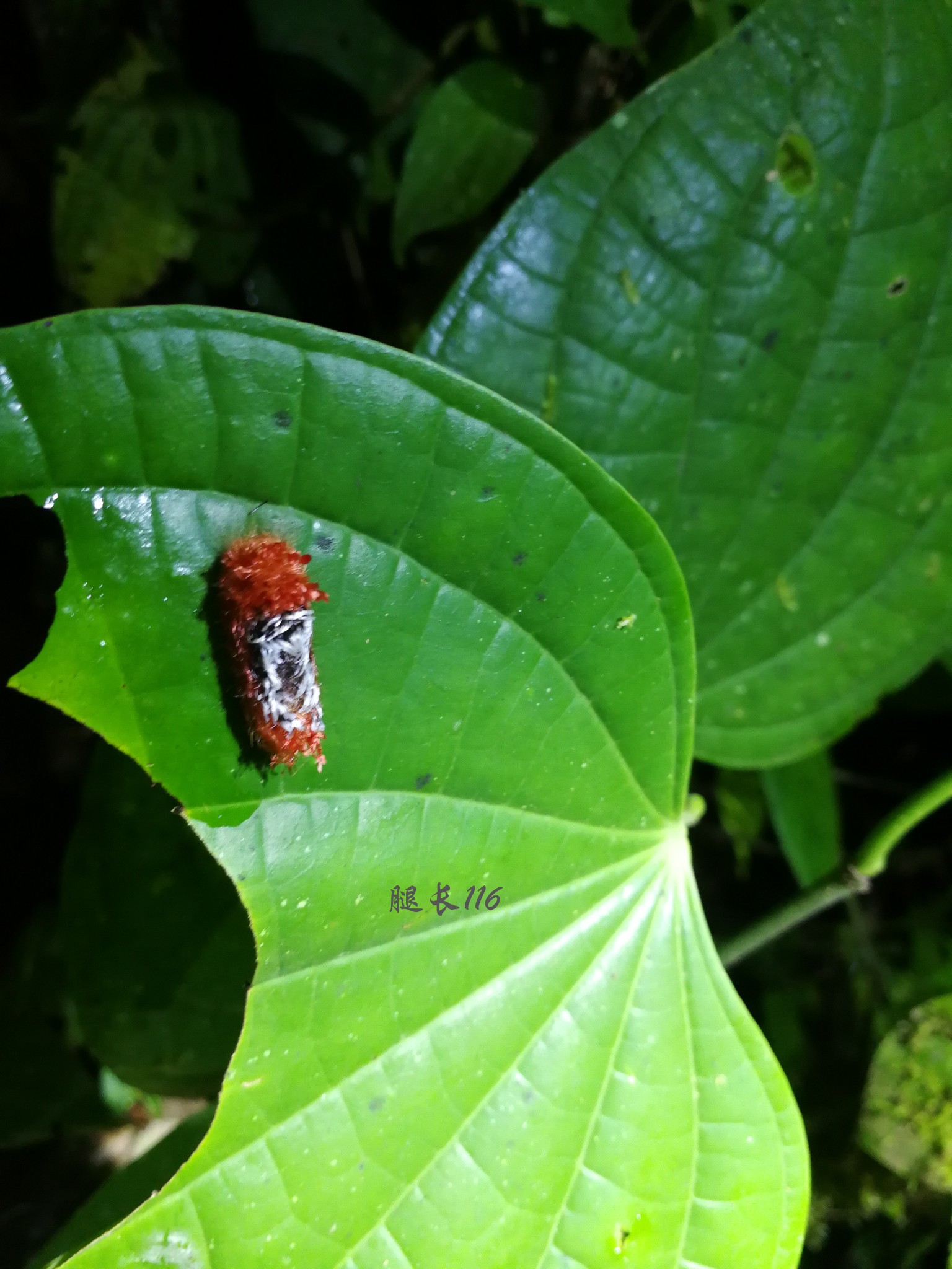 厄瓜多爾自助遊攻略