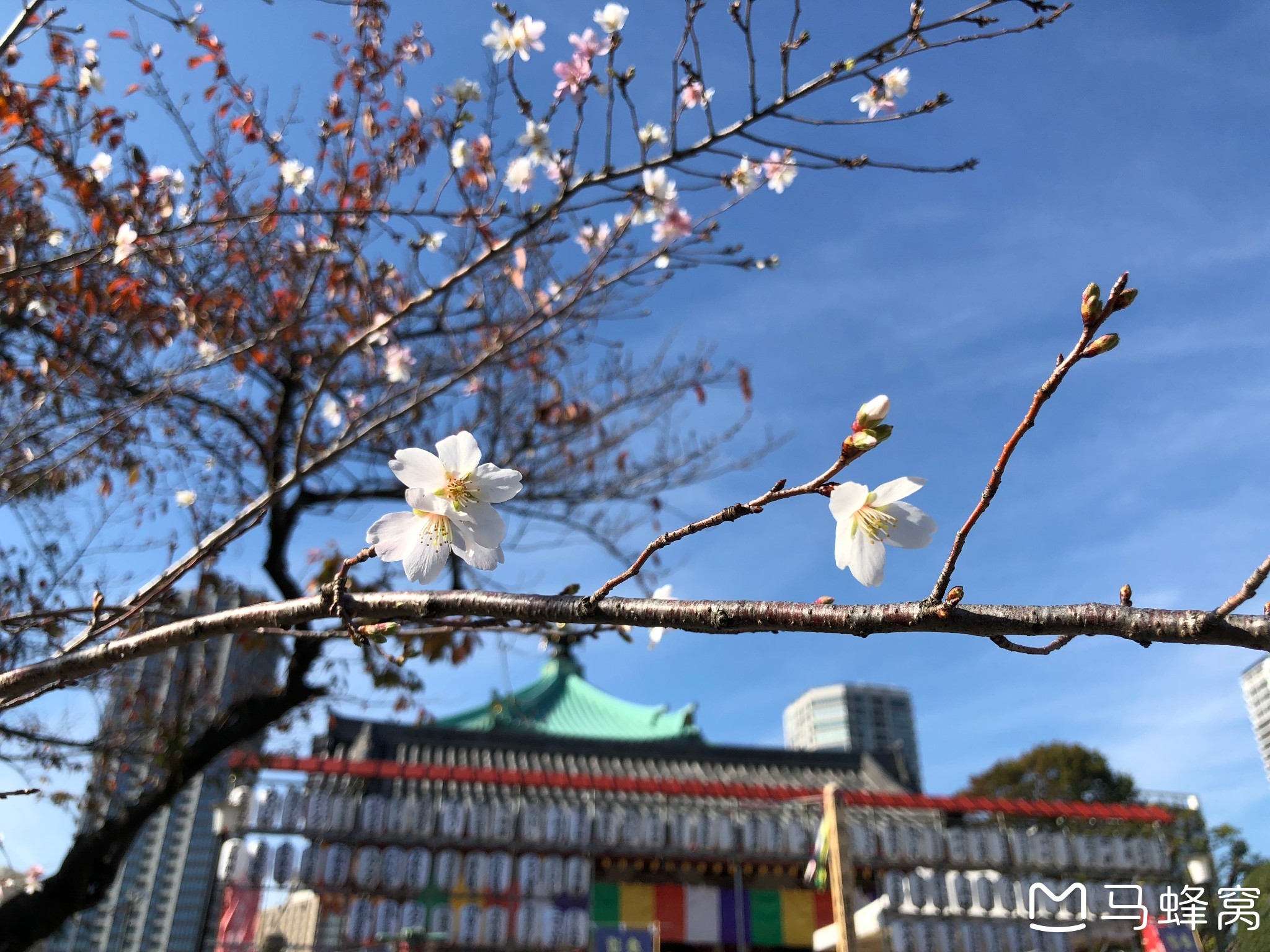 東京自助遊攻略