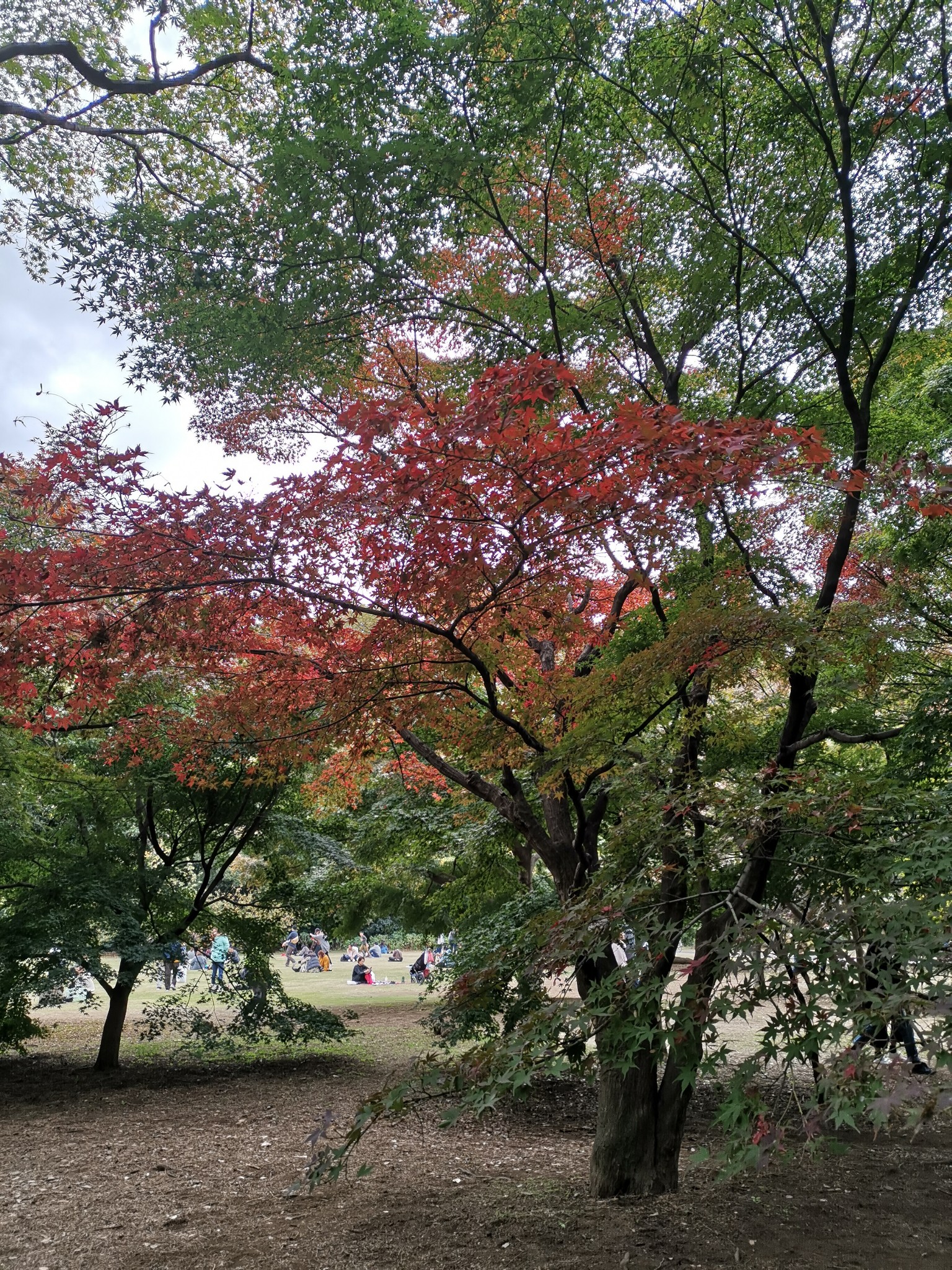 東京自助遊攻略