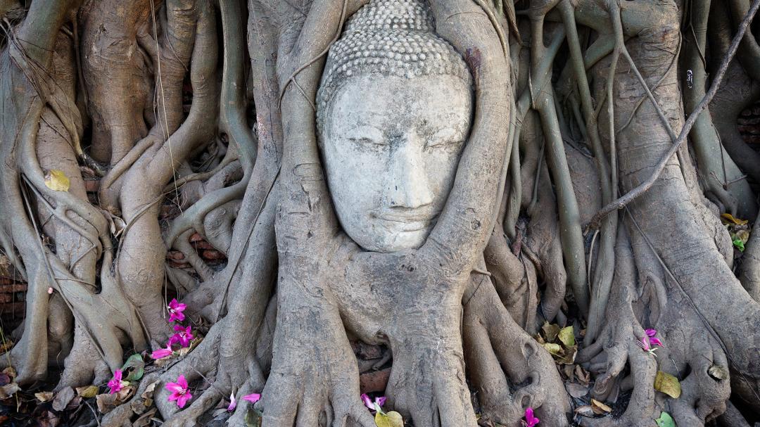 位在遗址中心的玛哈泰寺是城内最古老的庙宇,"树抱佛