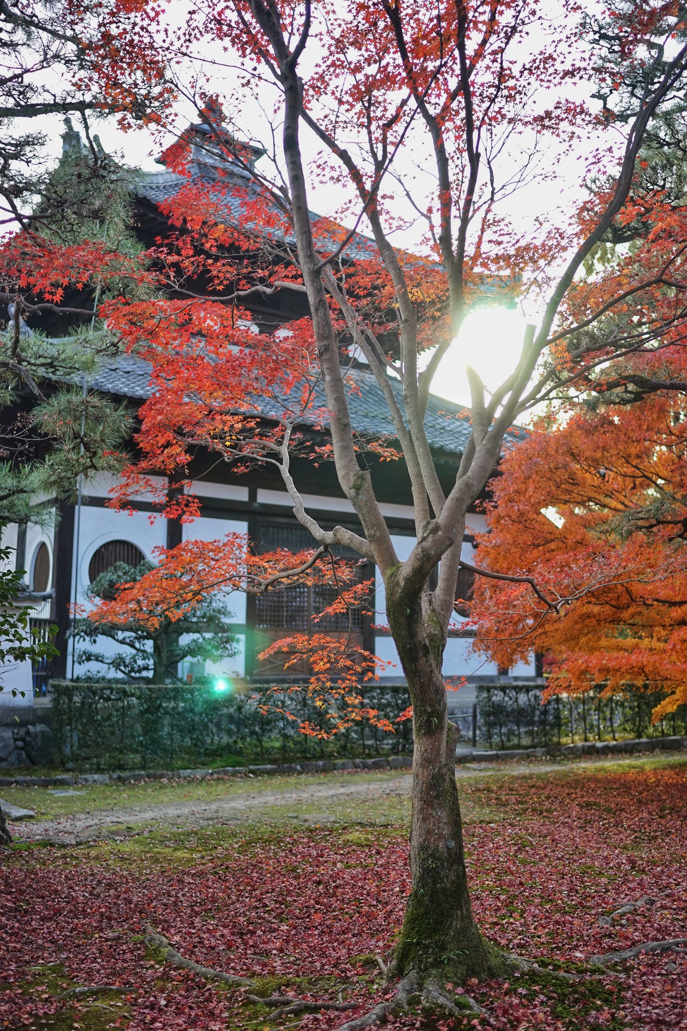 京都自助遊攻略