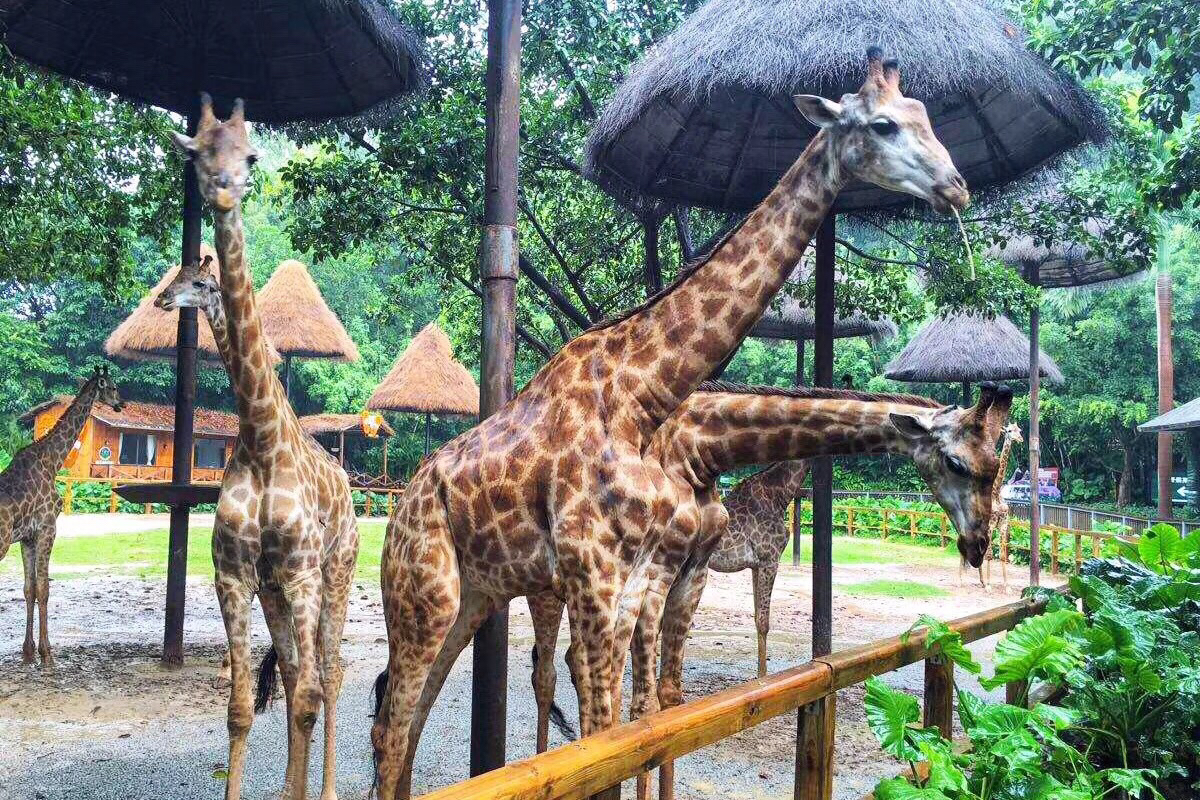 長隆野生動物園好玩麼長隆動物園有啥好玩的