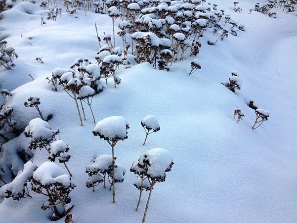 雪鄉自助遊攻略