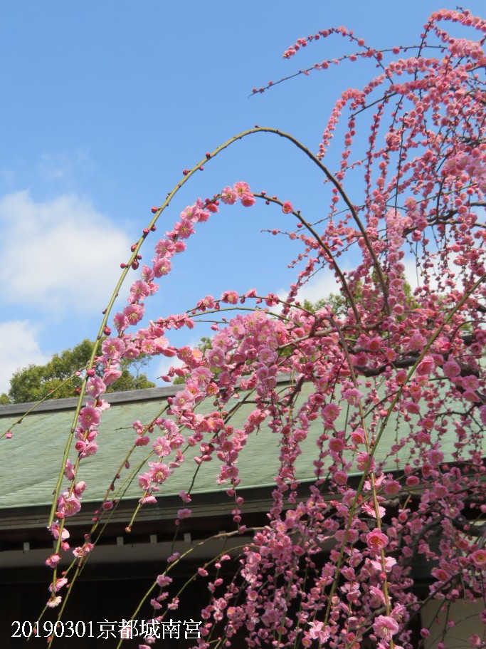 20190301日本京都城南宫初春垂枝梅惊艳之旅