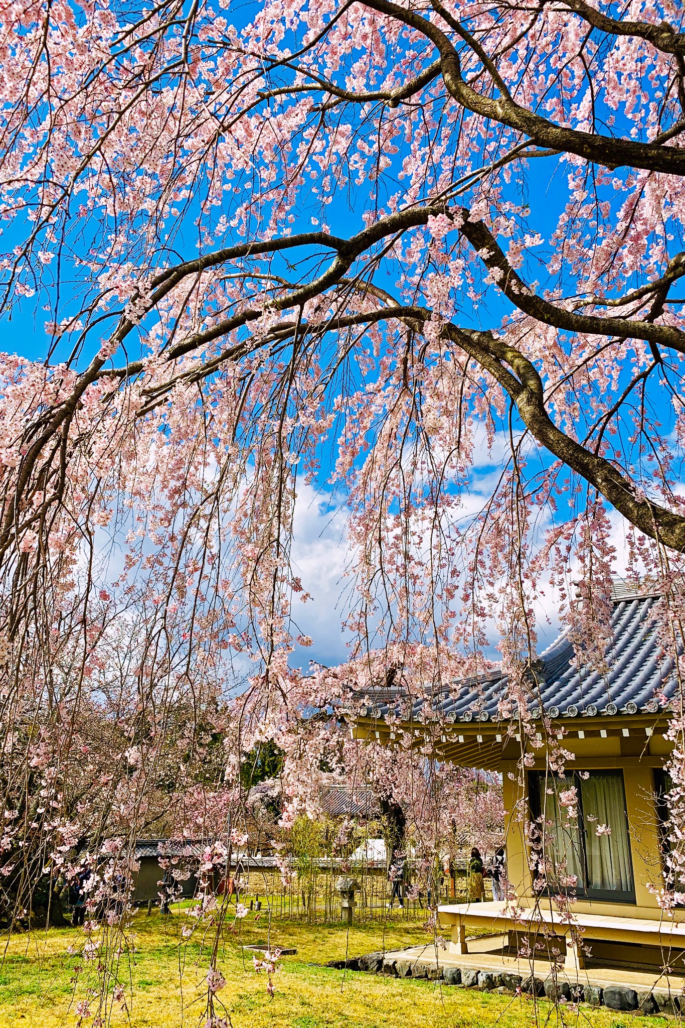 京都自助遊攻略