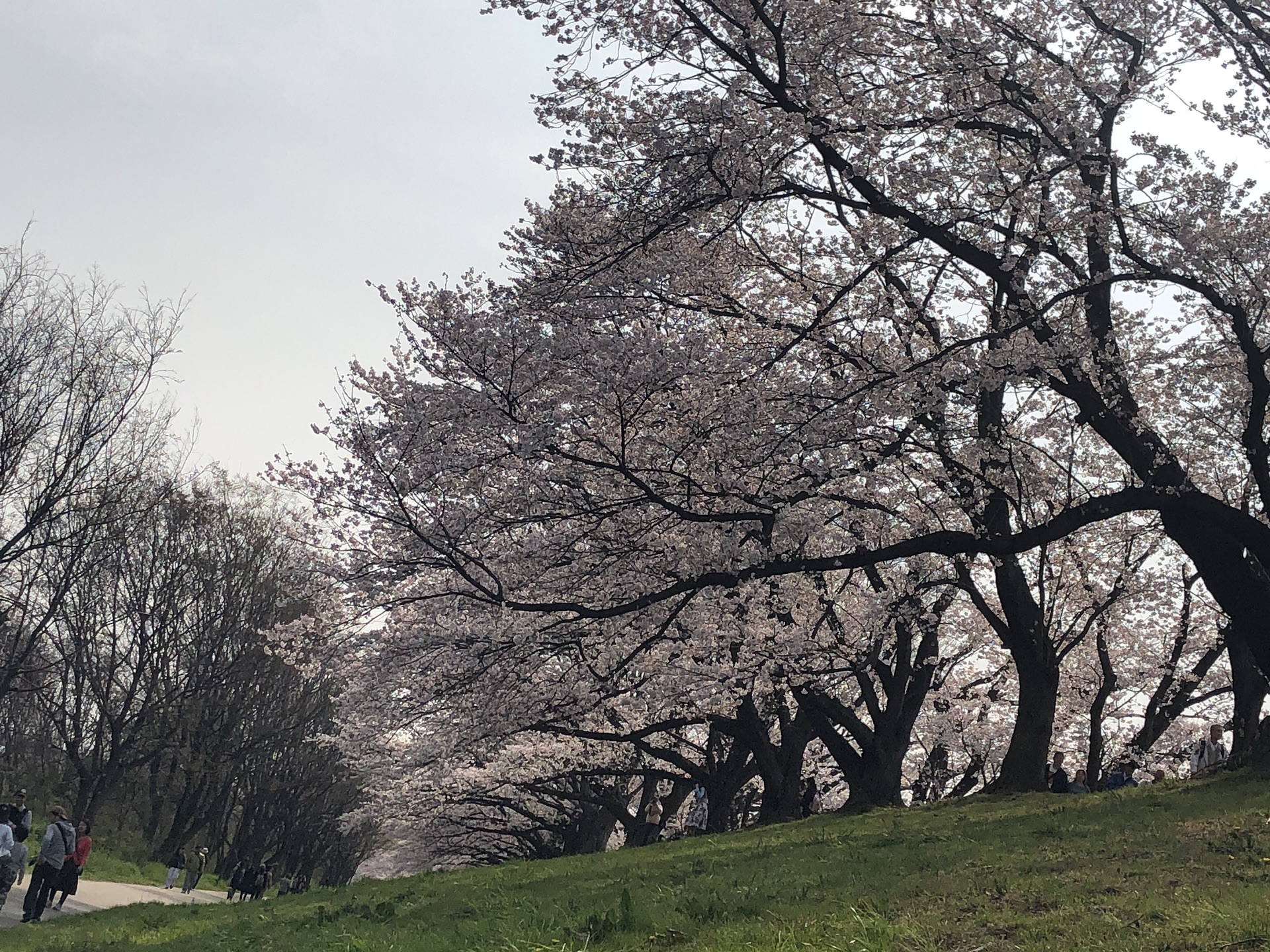 京都自助遊攻略