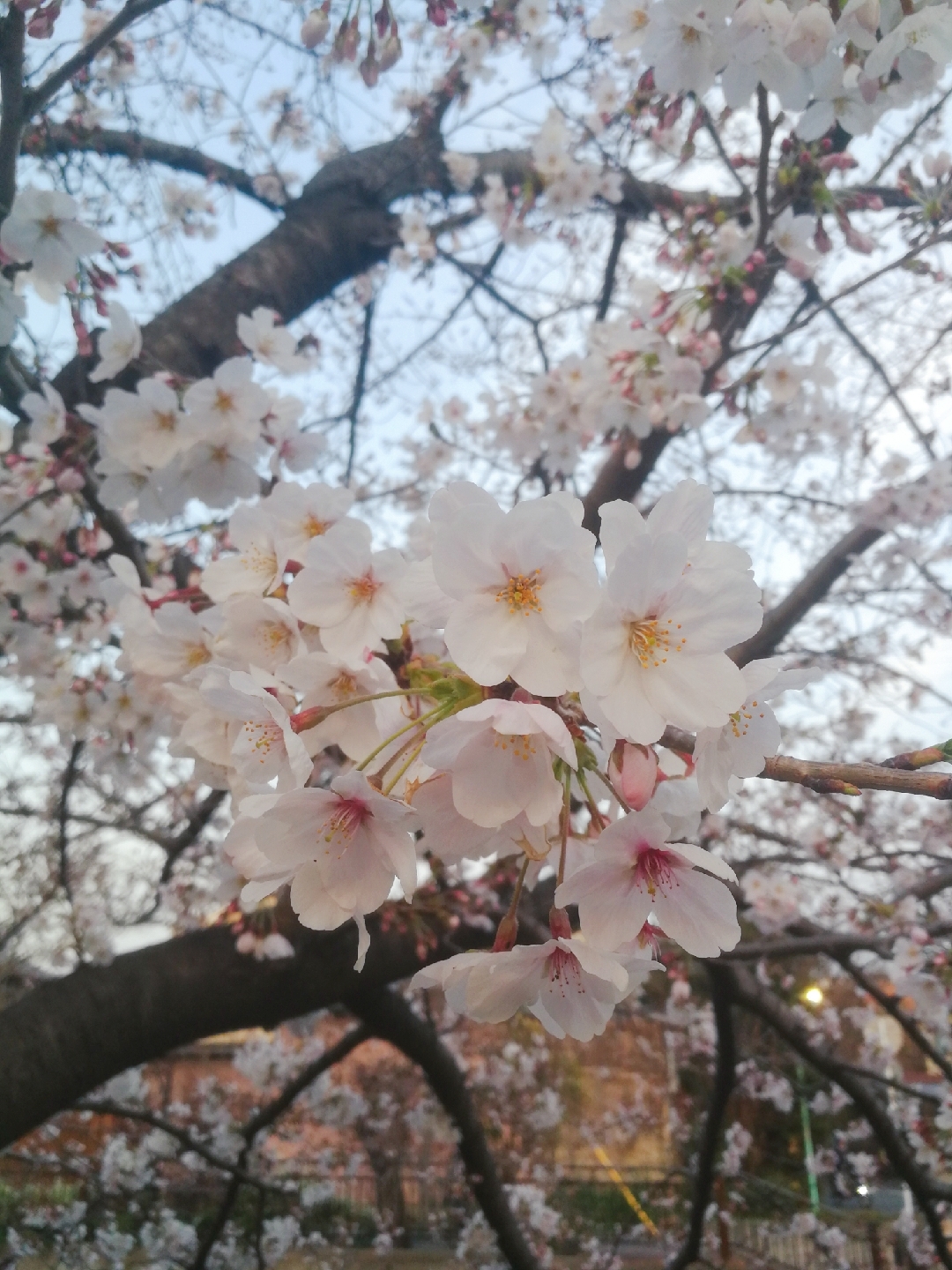 名古屋自助遊攻略