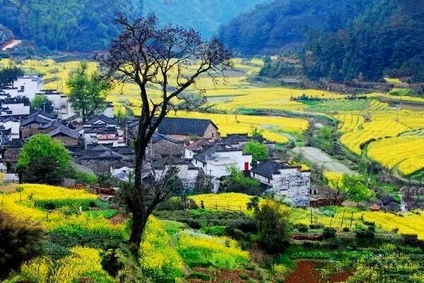 段莘乡人口_婺源县段莘乡老王村