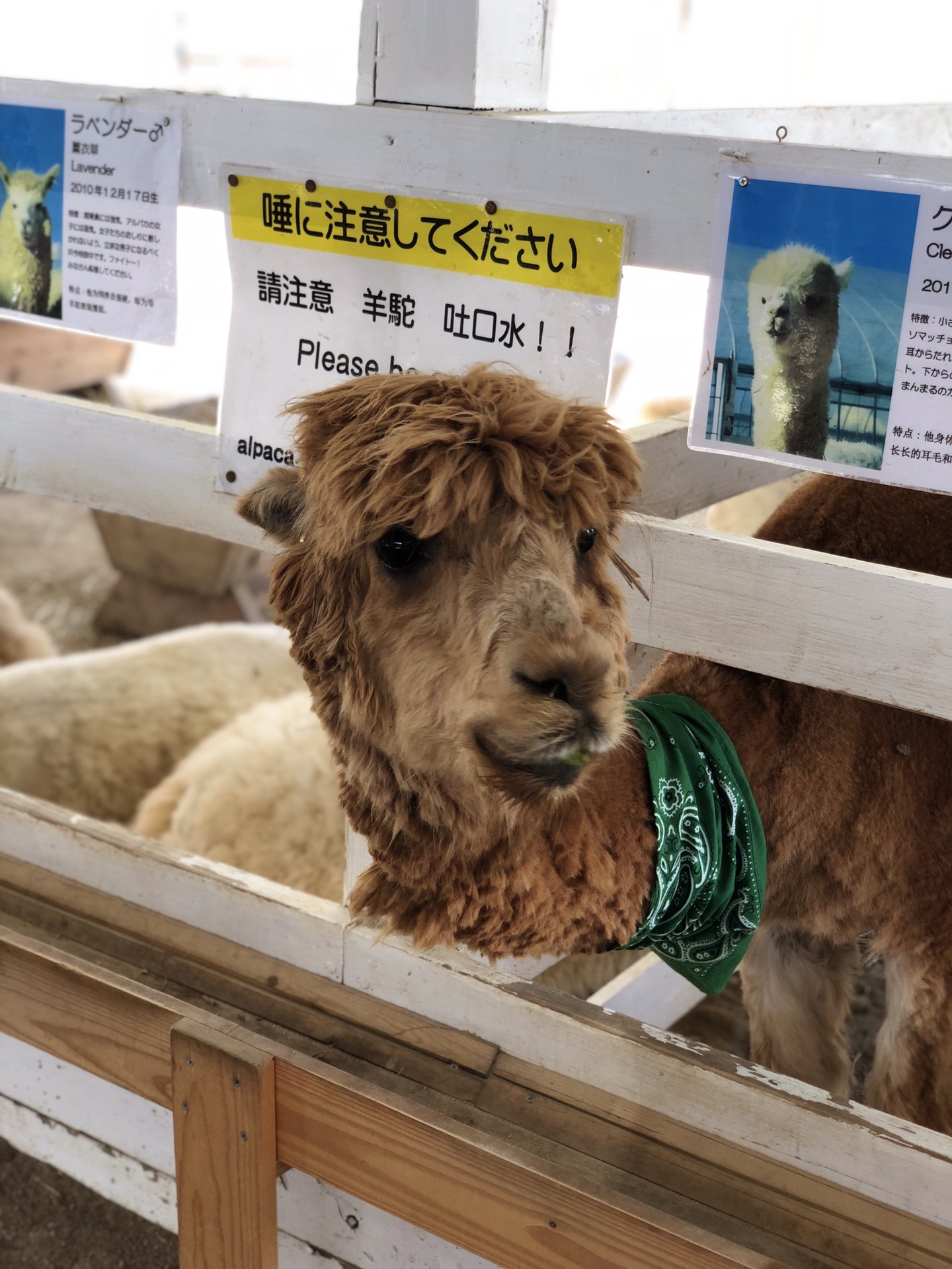 北海道自助遊攻略