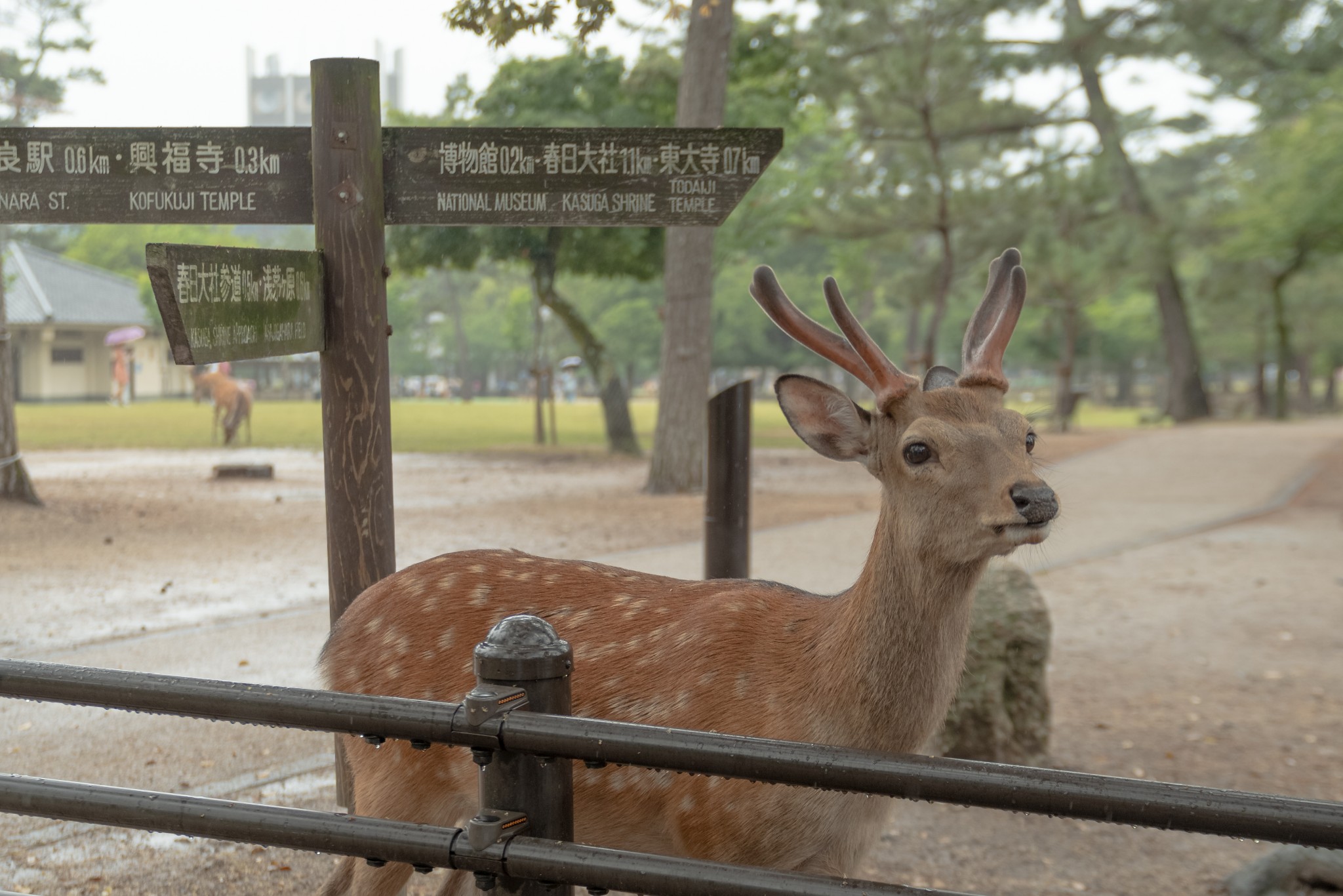 京都自助遊攻略