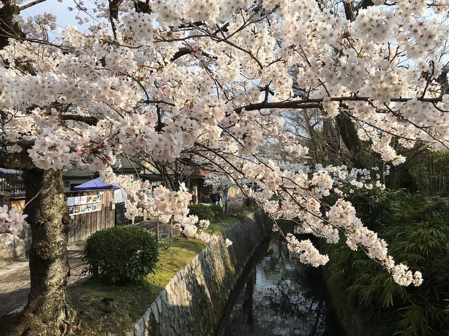 京都自助遊攻略