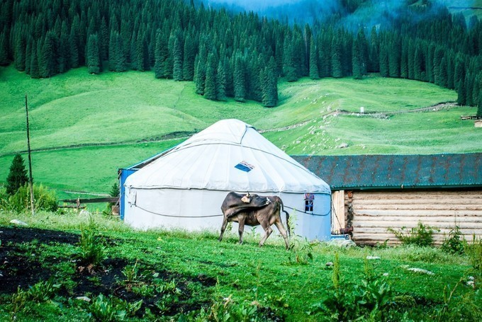 新疆の夏——仲夏夜 草原,森林,湖泊,花田浪哩个,新疆旅游攻略,新疆