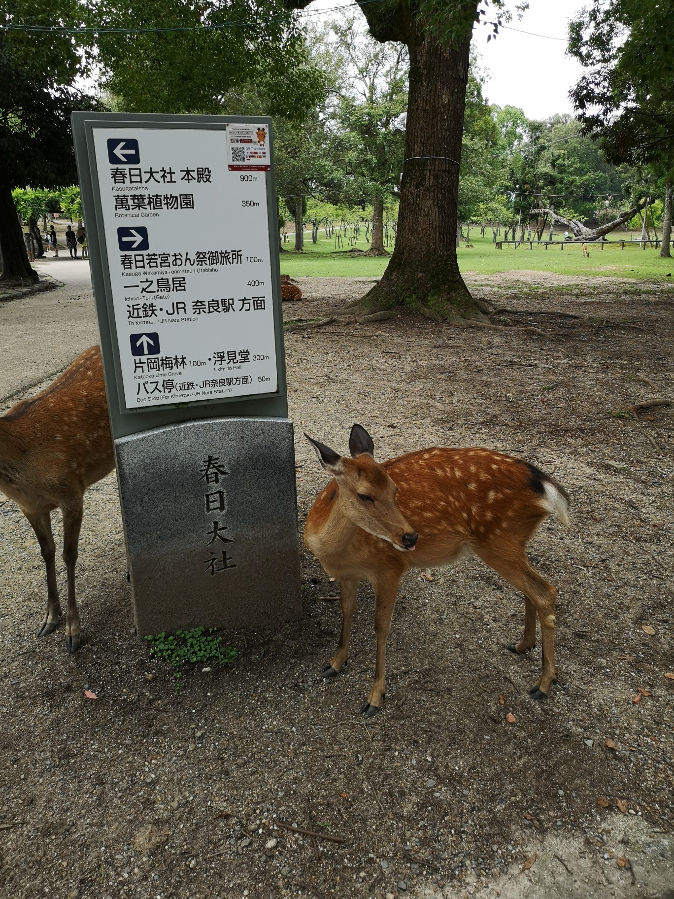 京都自助遊攻略