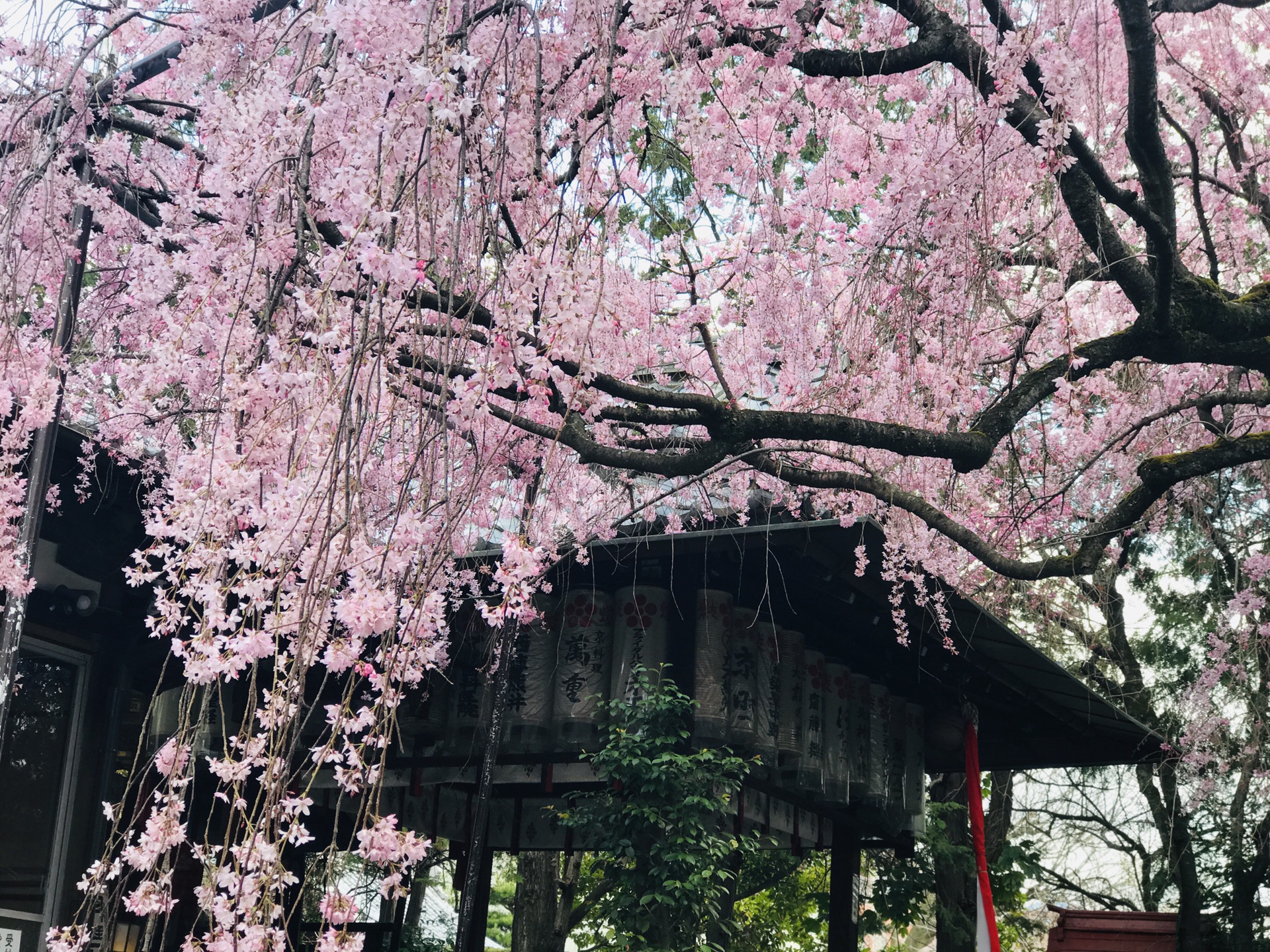 京都自助遊攻略