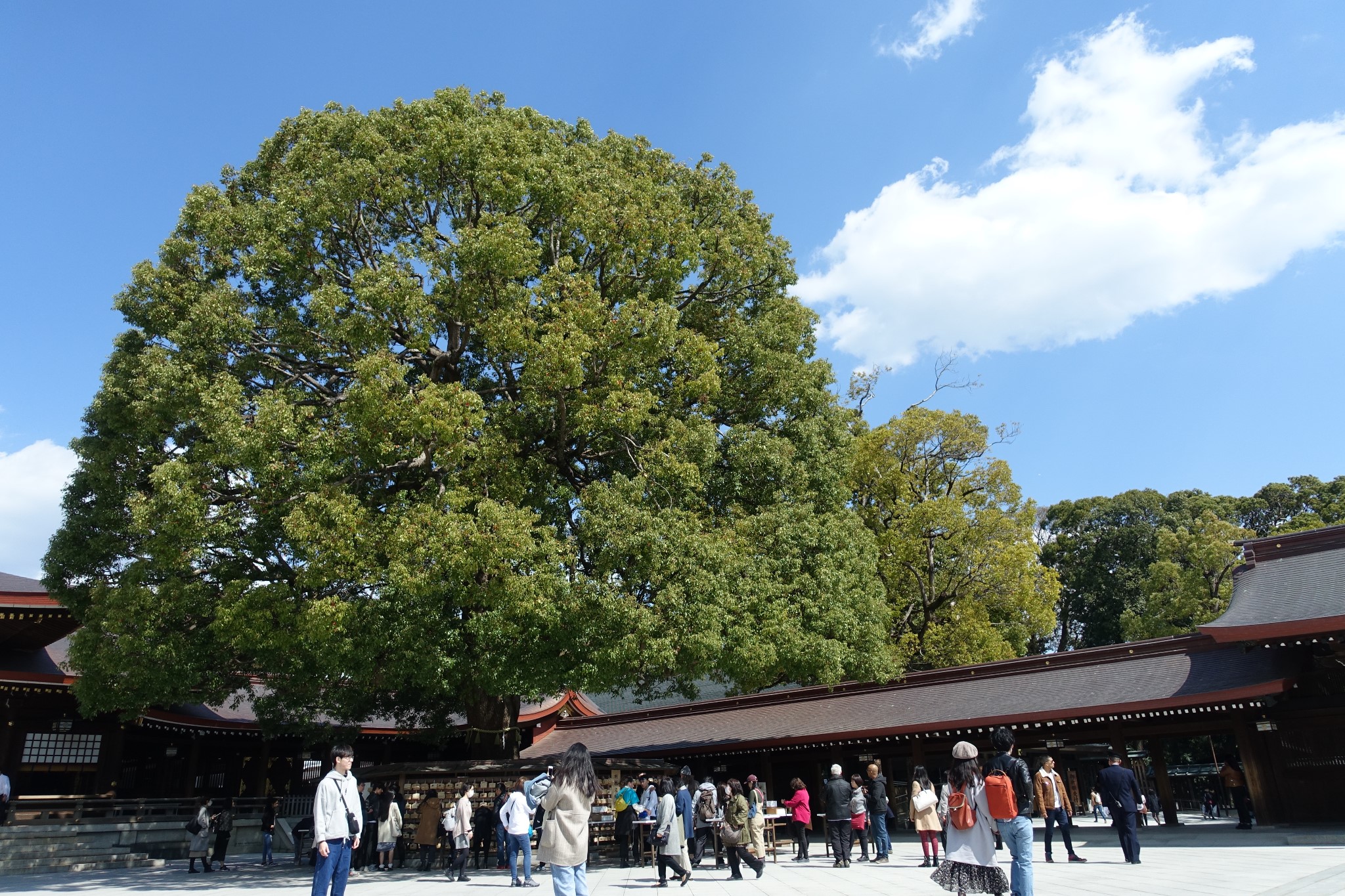 東京自助遊攻略