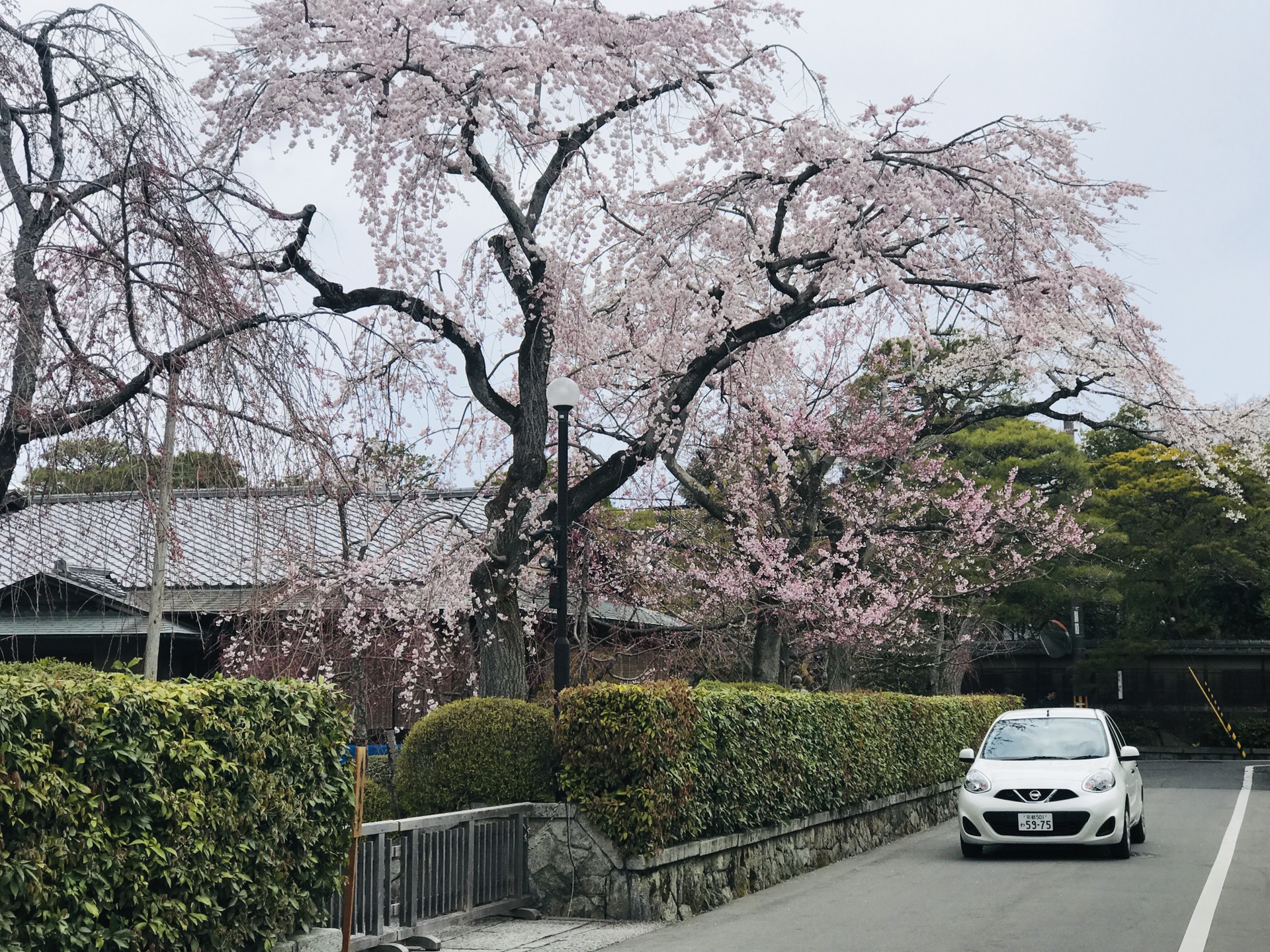 京都自助遊攻略