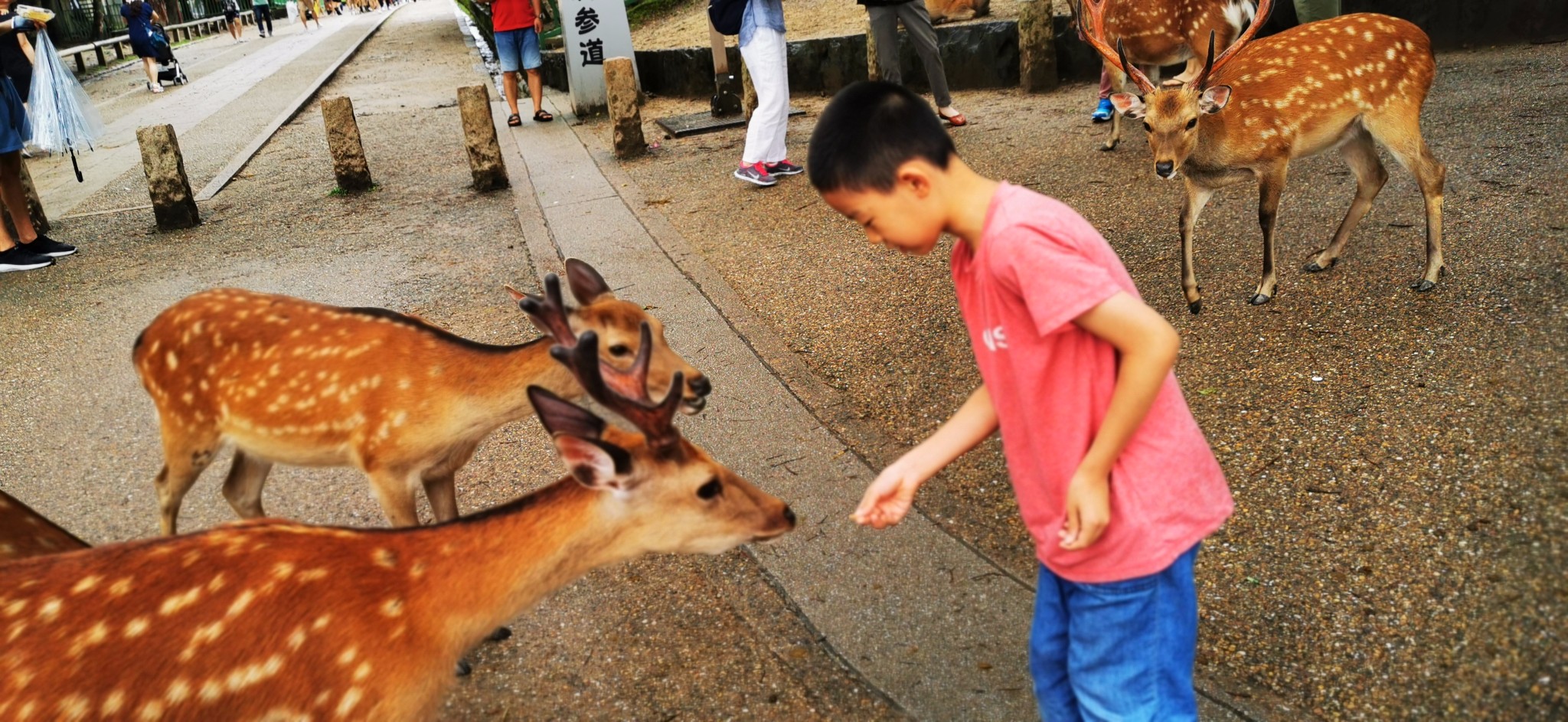 京都自助遊攻略