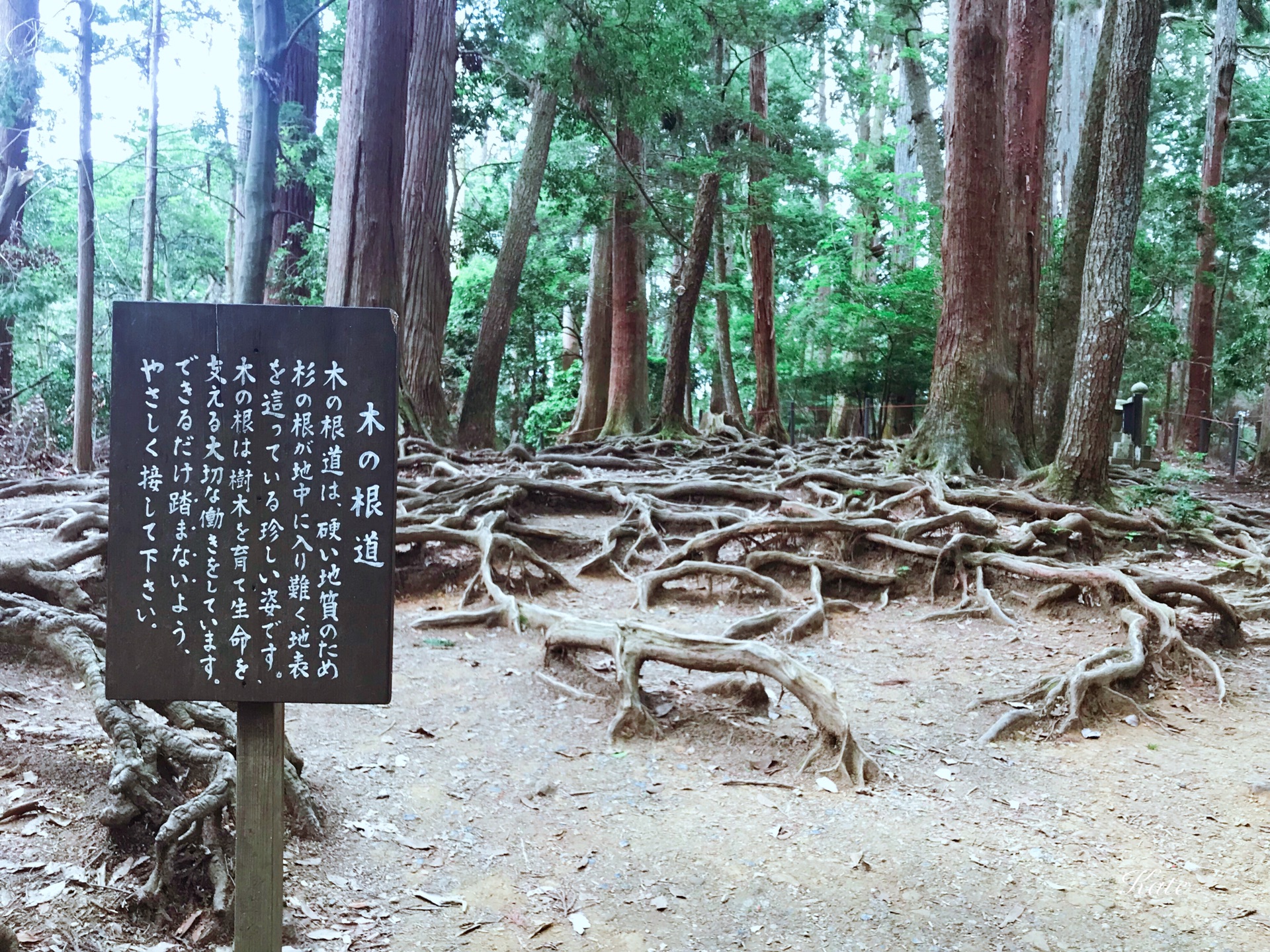 京都自助遊攻略