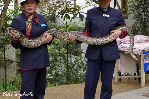 千岛湖蛇岛门票价格图片