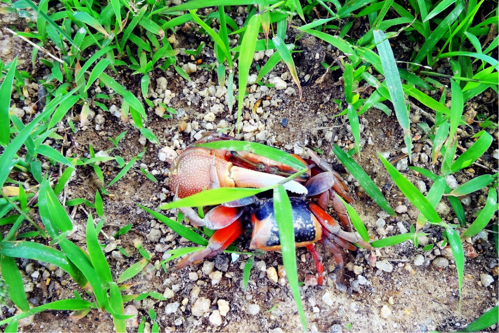 中華白海豚, 侯王宮, 地塘仔郊遊徑, 大嶼山, 大東山, 彈塗魚, 招潮蟹, 昂坪, 昂坪棧道, 東涌, 東澳古道, 機埸, 民宿, 沙螺灣, 濕地, 紅樹林, 纜車, 自然, 芒草, 觀星, 遠足, 鳳凰山