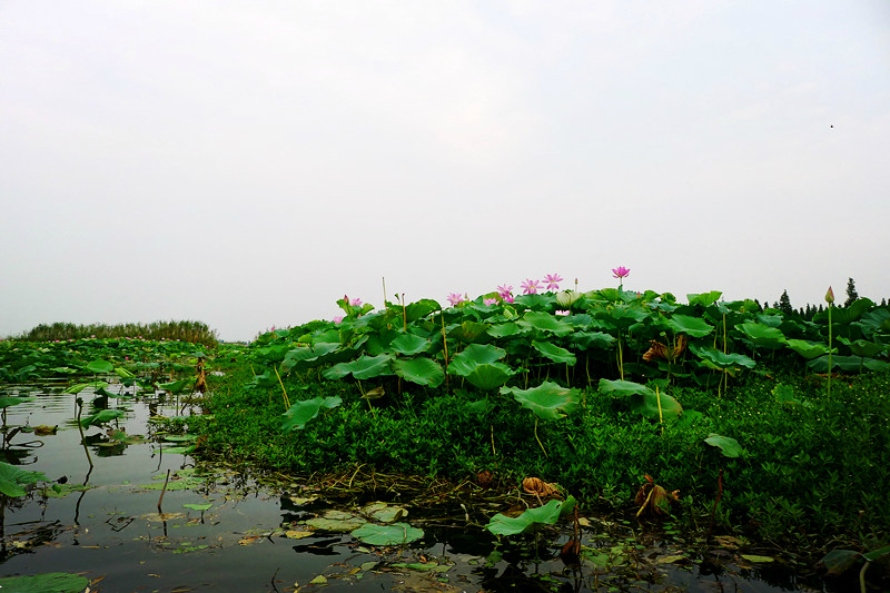 瞿家灣,洪湖藍田生態園區隨拍照圖片25,洪湖旅遊景點,風景名勝 - 馬