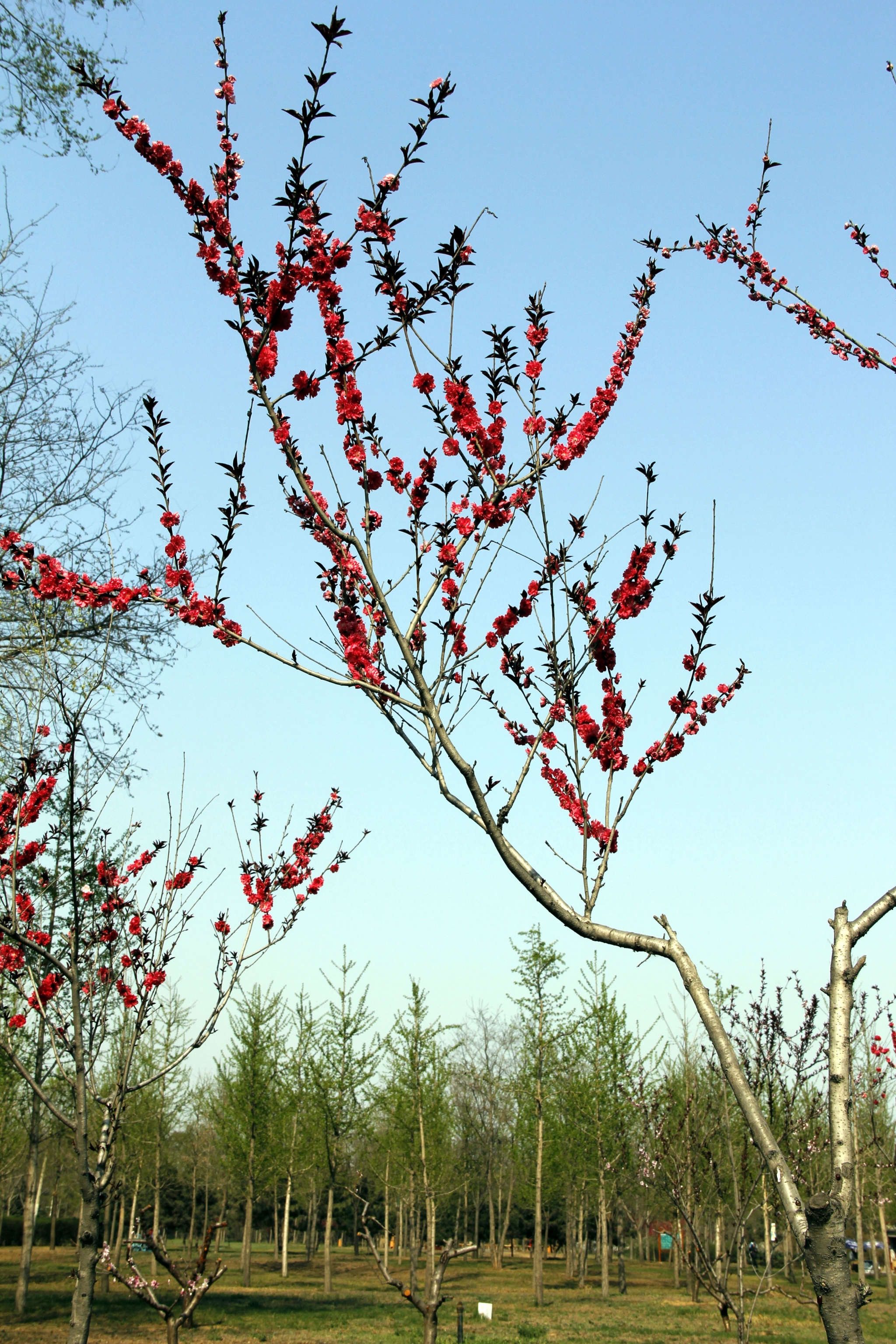 安阳腊梅园图片13,安阳旅游景点,风景名胜 - 马蜂窝图库 - 马蜂窝