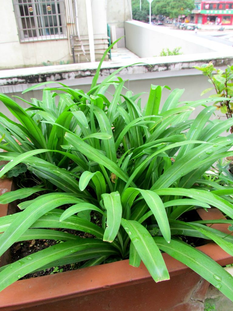 这菜,我们叫无根菜,学名好像是紫背葵,别的地方不知叫啥.