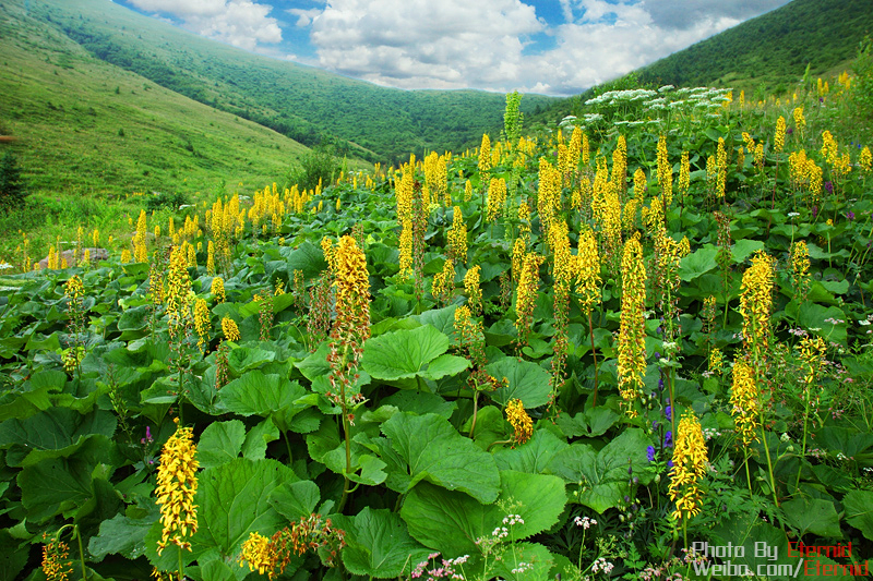 Wild·北京高山秘境探花