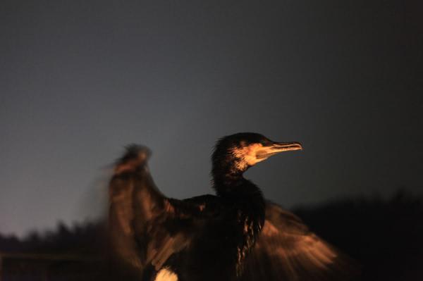 梦境之谜，解读梦到蛇缠脖子的深层含义