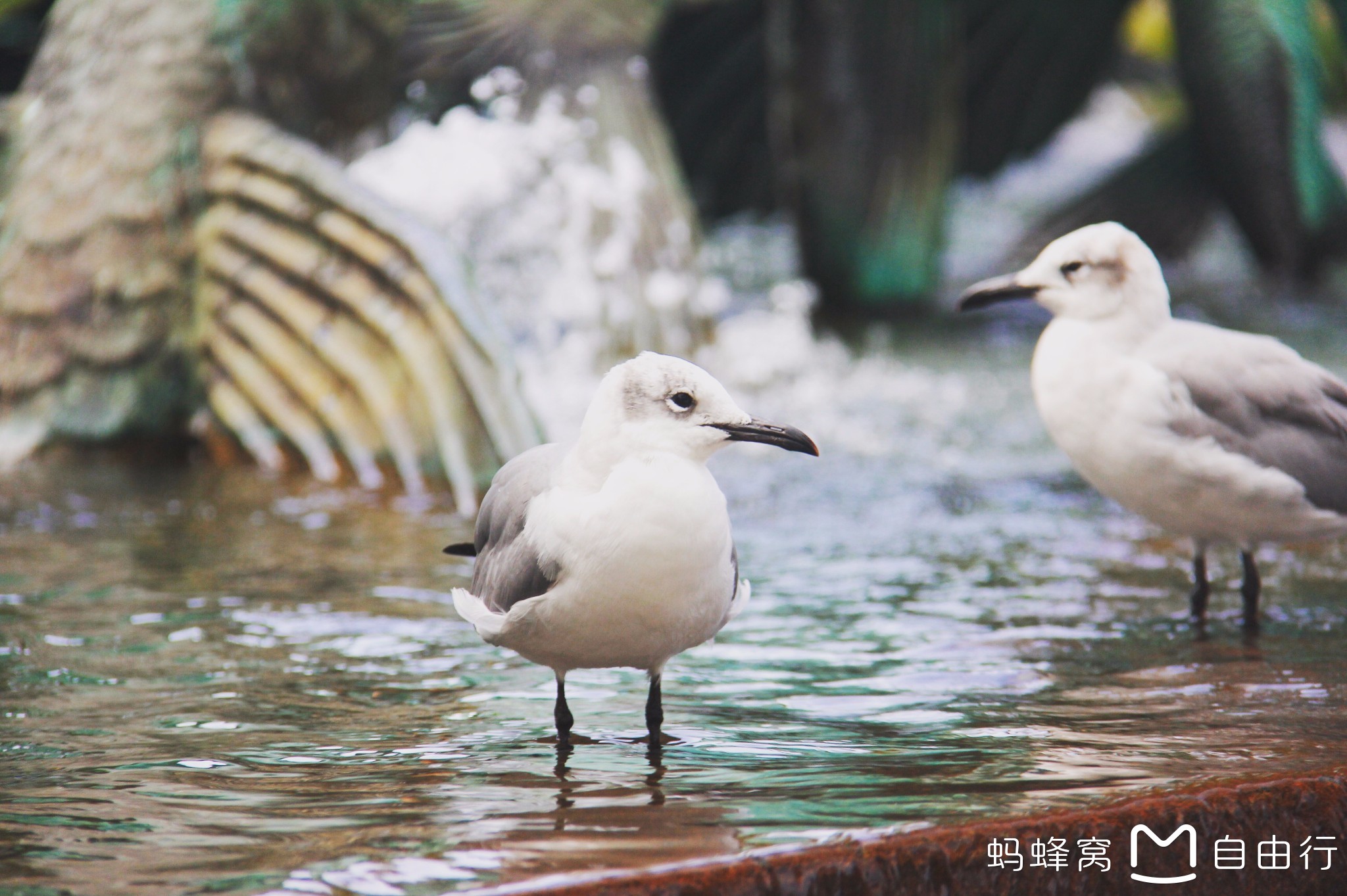 巴哈馬自助遊攻略